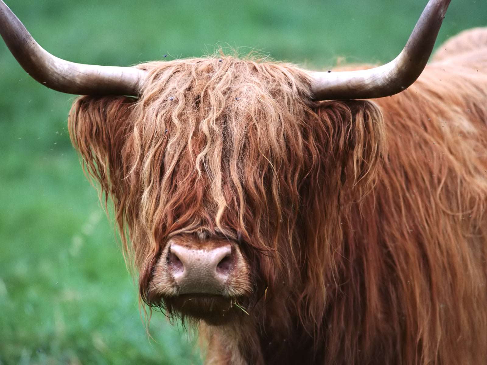 Коровам покрасили рога для профилактики ДТП на трассах